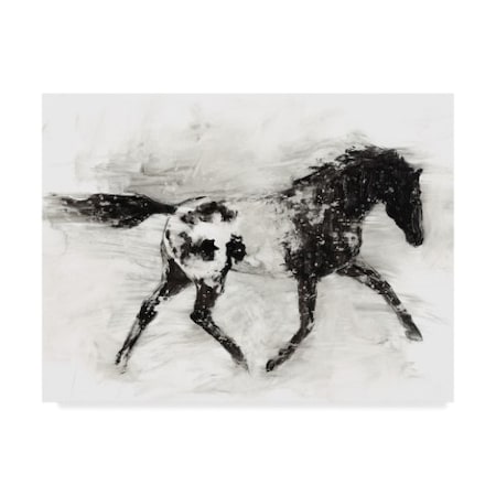 Ethan Harper 'Rustic Appaloosa I' Canvas Art,35x47